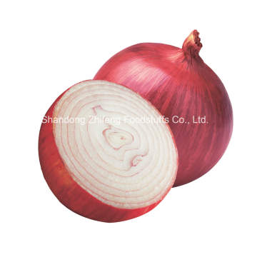 New Crop Fresh Shallot for Exporting